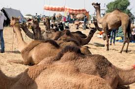 One of the most amazing desert mammals in the world is the camel. Rajasthan S Constant Struggle To Save The Camel Herding Tradition The Financial Express