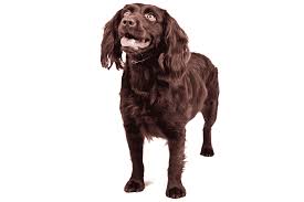 History of the boykin spaniel. Boykin Spaniel Breed Information Facts Pictures Temperament And Characteristics