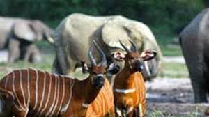 Image result for Zanha africana