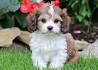 Cavachon Puppies For Sale - Cavachon Dog Breed ...