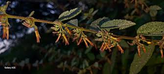 Image result for Triumfetta dekindtiana