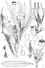 Image result for Diplorhynchus