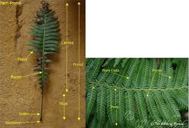 Image result for Eriosema flexuosum