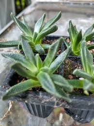 Image result for Nananthus vittatus