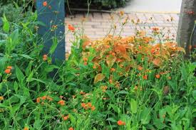 Image result for Emilia coccinea