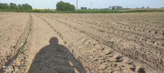 Fotorelacja z pola w firmie MASZ-POL Adrian Soliński