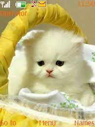 Download Free Cute Animal Kitty S40 Theme Mobile Theme Nokia Mobile Theme Downloads Hundreds Of Free 5300 6300 6267 65 Kittens Cutest Pretty Cats Cute Animals