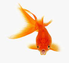 google image result for https www clipartwiki com clipimg detail 204 2042248 goldfish vector carp fish transparent bac goldfish white stock image orange gold