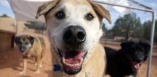 Contact our pet rehoming coordinator, or request zuchon shichon teddy bear dog rehoming services today. Dogtown At Utah Sanctuary Best Friends Animal Society