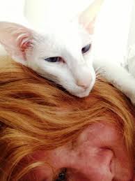 This, again, is a story of an ailing breeder who is no longer able to care for her kitties. Adopt Olivia Purebred Oriental Shorthair Siamese On Petfinder Oriental Shorthair Gorgeous Cats Oriental Shorthair Cats