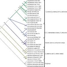 Image result for Anticharis senegalensis