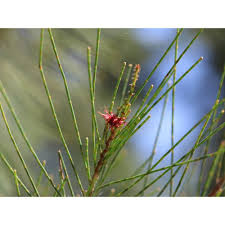 Image result for Casuarina littoralis
