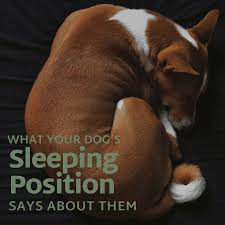 Dogs and cats understand your sadness and would rather see you smiling or laughing. What Your Dog S Sleeping Position Tells You About Them Pethelpful