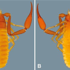 Image result for Anisopappus paucidentatus