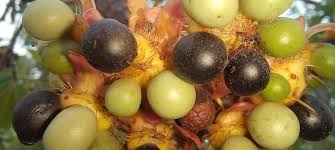 Image result for Ochna schweinfurthiana