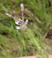 Image result for Cleome monophylla