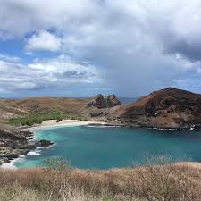 Image result for Marquesia