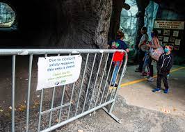 The knoxville zoo has been very successful at breeding red pandas, which are threatened in the wild. Zoo Knoxville Abba The Weather Predicting Camel Dies