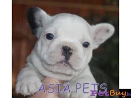 Our list of 100 dog breeds with prices in india also accounts for the availability of the dogs. French Bulldog Puppy For Sale In Hyderabad At Best Price
