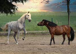 Différences entre poneys et chevaux - Fizzy.horse