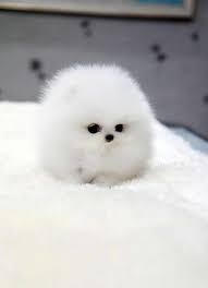 But usually they mean the exact same thing as miniature. Price Of Teacup Pomeranian Puppy Novocom Top