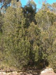 Image result for Casuarina littoralis