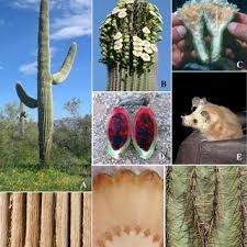 In summer, water more frequently than in winter. Carnegiea Gigantea A Near Kris Eggle Visitor Center Organ Pipe Download Scientific Diagram