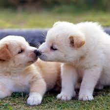 Dm g7 c em and they called, puppy love. 8tracks Radio Puppy Love Is Hard To Ignore 12 Songs Free And Music Playlist