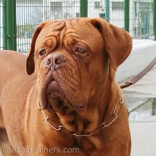 dogue de bordeaux is feast for the eyes in 51604 67 this