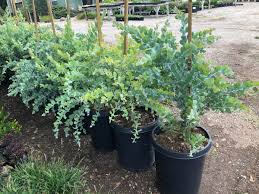 Image result for Acacia podalyriifolia