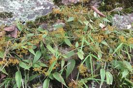 Image result for Rubia cordifolia