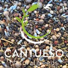 Image result for Ulex minor