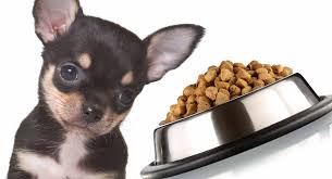 feeding a chihuahua puppy schedules routines and top tips