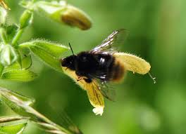 Image result for Bombus wurflenii