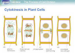 They also found that this new compound does not have an effect on the cell division of animal cells, and that cell division restarts in plant cells upon removal of the. Lesson Overview The Process Of Cell Division Lesson