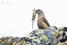 Image result for Corchorus saxatilis