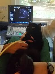 In cats with cancer, prednisone will relieve pain and will reduce swelling. Feline Abdominal Ultrasound How To Know What S Going On Inside Your Cat