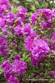 Pin On Shade Perennials