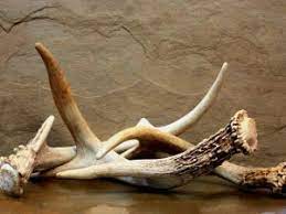 Check spelling or type a new query. How To Soften Deer Antlers For Dogs 2021 We Love Doodles