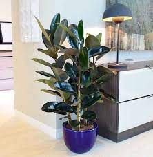 This plant is not used for commercial rubber production. Rubber Plant Ficus Elastica Description And Uses Kalliergeia