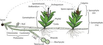 Image result for Physotrichia