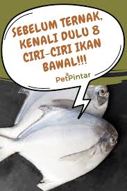 Ikan bawal seringkali menjadi pilihan utama sebagai hidangan istimewa. Sebelum Ternak Kenali Dulu 8 Ciri Ciri Ikan Bawal Ikan Makanan Ikan Hewan Peliharaan
