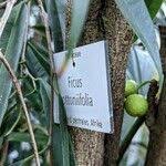 Image result for Ficus ottoniifolia
