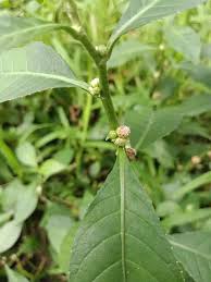 Image result for Struchium sparganophorum