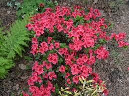 Rhododendron Vuyk S Scarlet Azalea 2 3 Tall X 3 4 Wide Part Sun Azaleas Shrubs Plants
