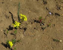 Image result for Sebaea