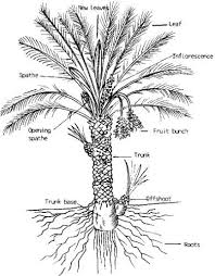 Is there such a thing as a queen palm tree? Root System Of Palm Trees Studiousguy
