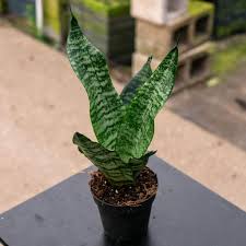 Image result for Sansevieria