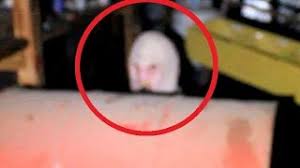 I caught this totally unexpected extraordinary scene with my video camera right during the spring festival chaoyang park feb 6, 2011 at 2.30pm. Alien Caught On Camera Is This For Real Watch Video India Com