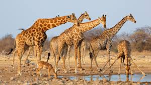 Next, the giraffe clenches its lips, relaxes the epiglottis, and pumps its jaw so that the captured water is pushed into the esophagus. Wallpaper Giraffes Drink Water 3840x2160 Uhd 4k Picture Image
